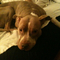 meet Dixie's just-as-hyper red nose boyfriend to be: Sy the cutie pie! 