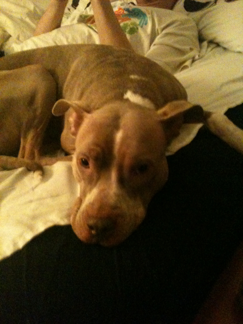 meet Dixie's just-as-hyper red nose boyfriend to be: Sy the cutie pie! 